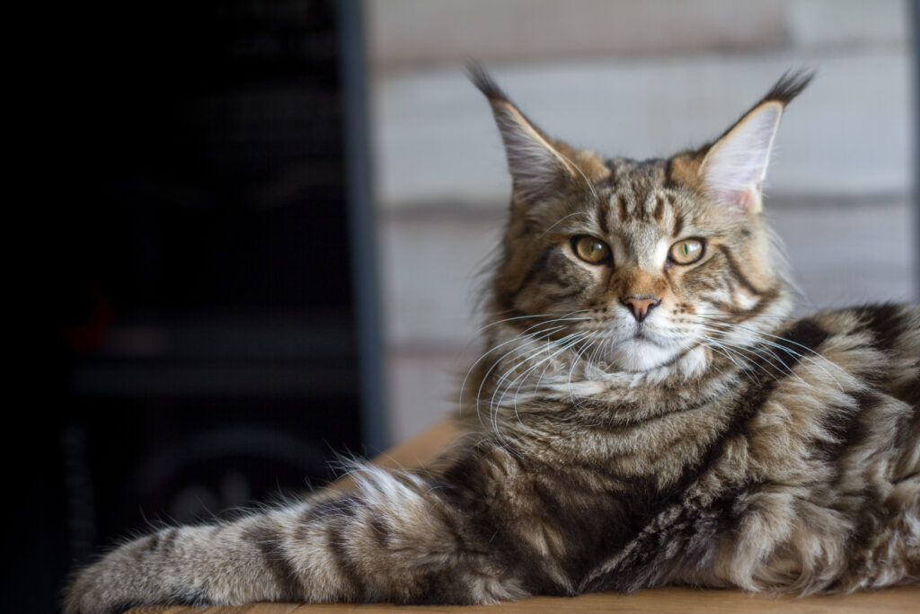 Sleepy Maine Coon kitten