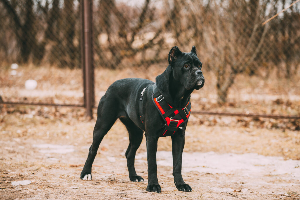 Cane Corso in a yard