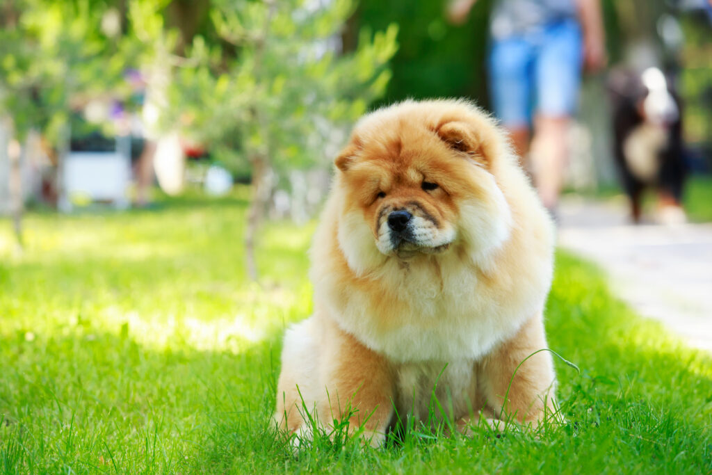 Chow Chow sitting in a park