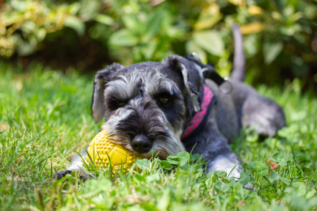 Miniature Schnauzer playing with yellow ball