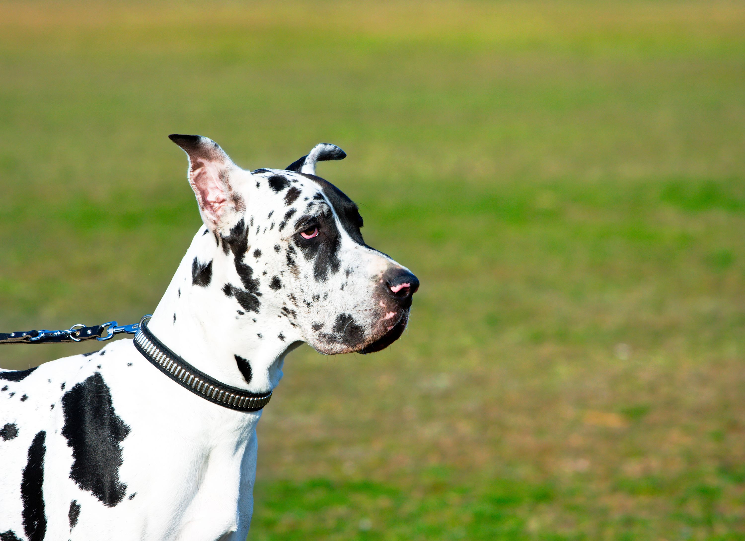 How Much Do Great Danes Cost? 2024