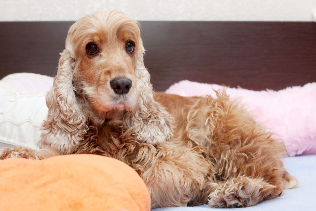 cocker spaniel